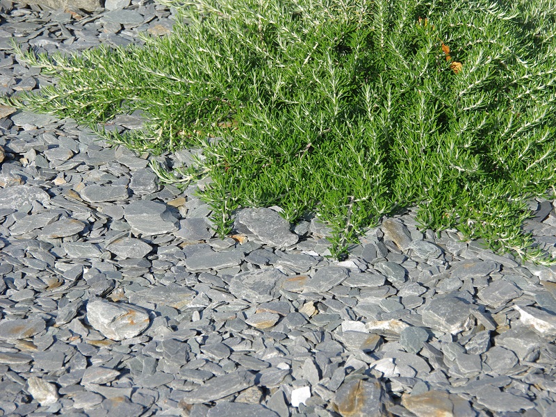 paillage ardoise verte